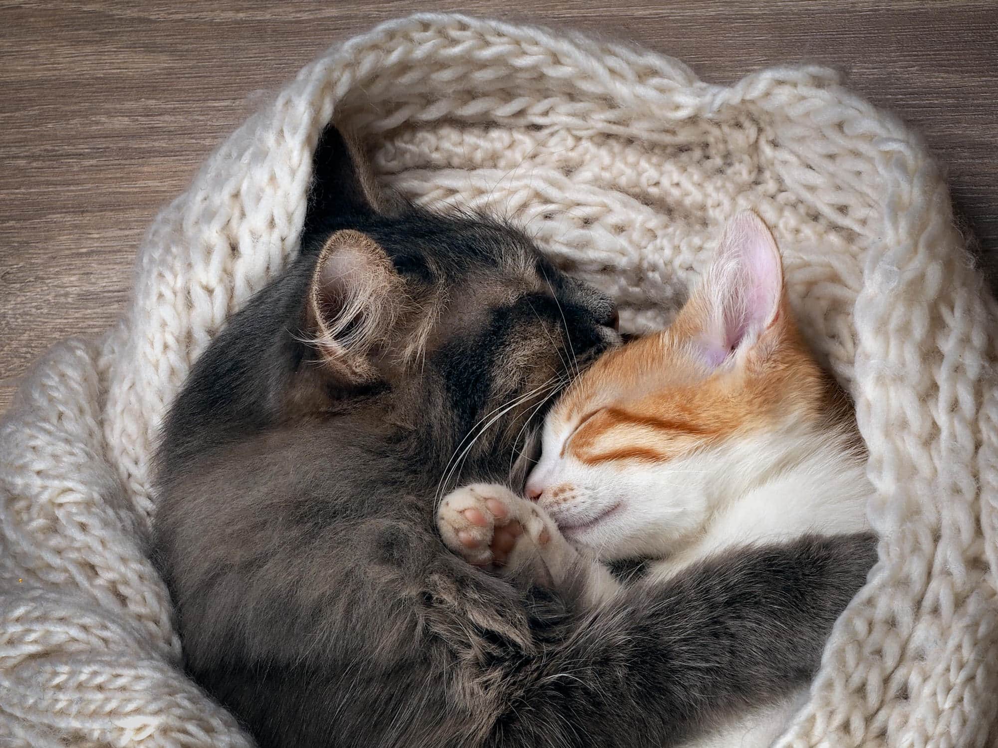 Katzen zusammenführen So klappt es SmartAnimals