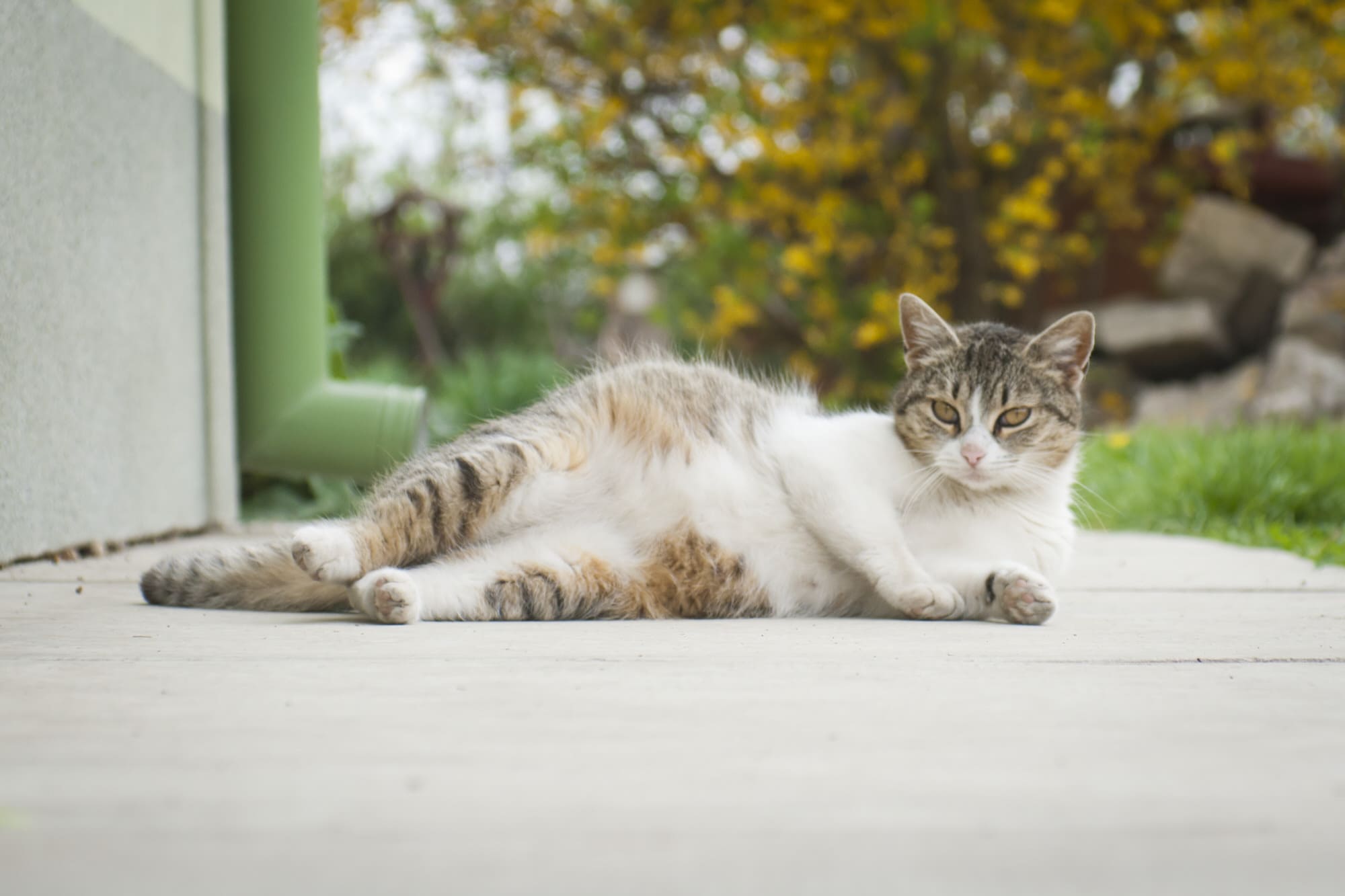 Katze Trächtig Ausfluss