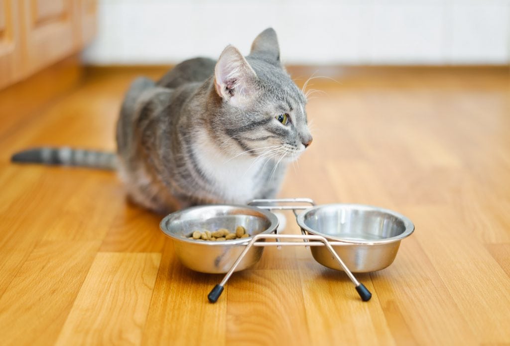 Katze Frisst Nicht Smart Animals