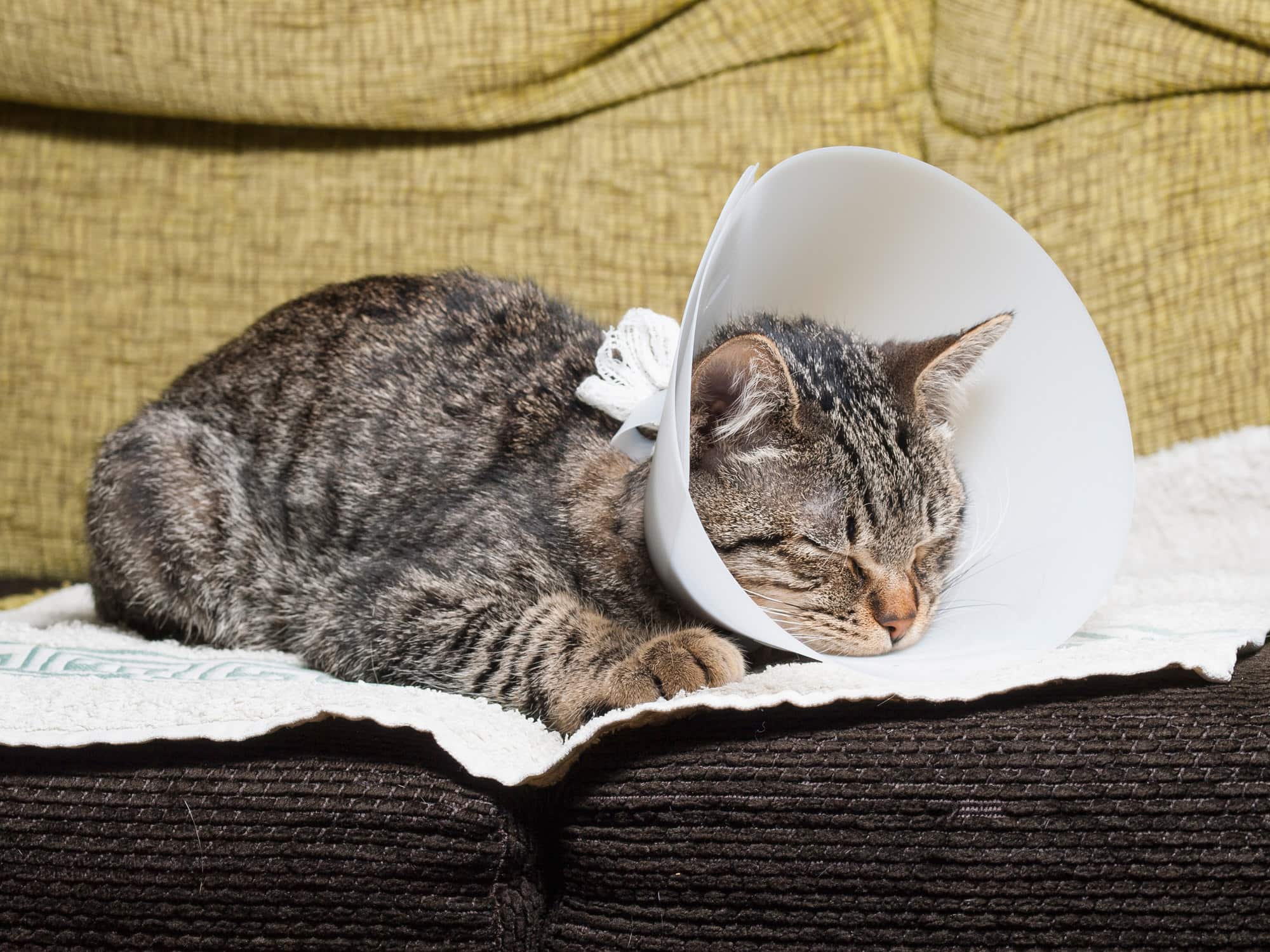 Sterilisieren Bei Katzen Kosten