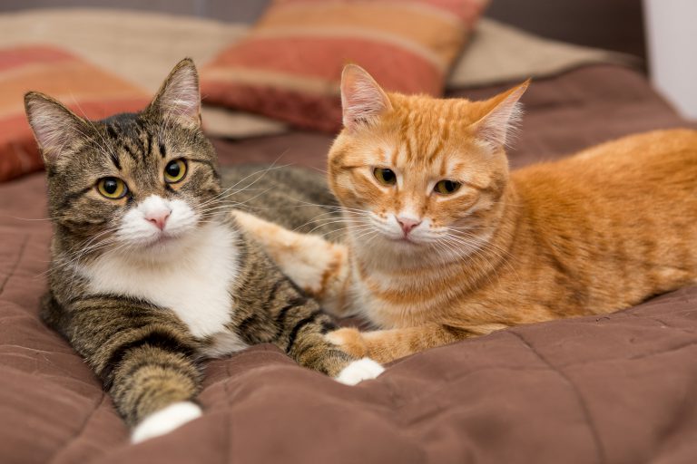 Katze oder Kater? SmartAnimals