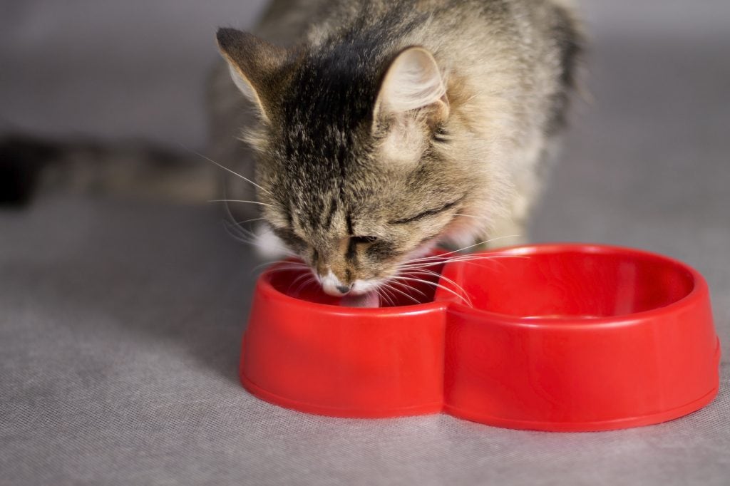 Katze Trinkt Viel Smart Animals