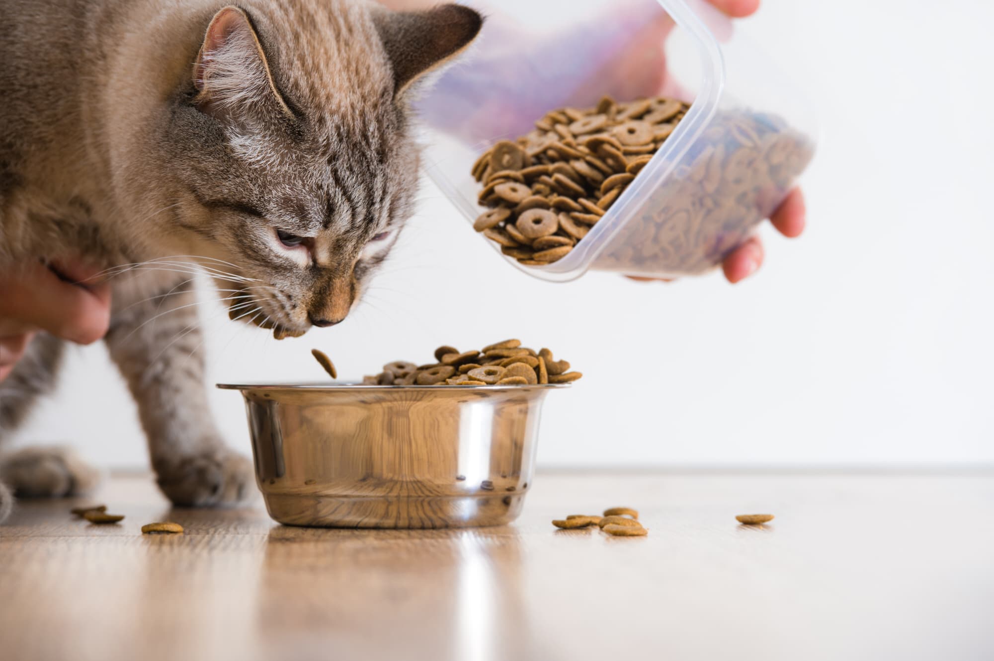 Katze Erbricht Oft Futter