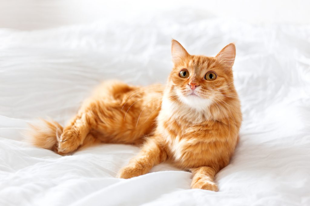 Katze Pinkelt Ins Bett Smart Animals