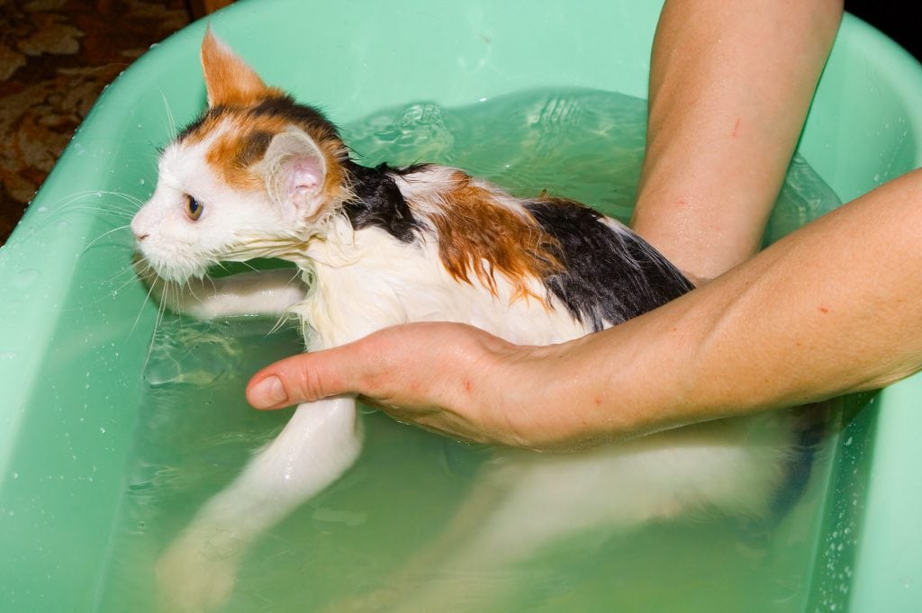 Die Katze baden