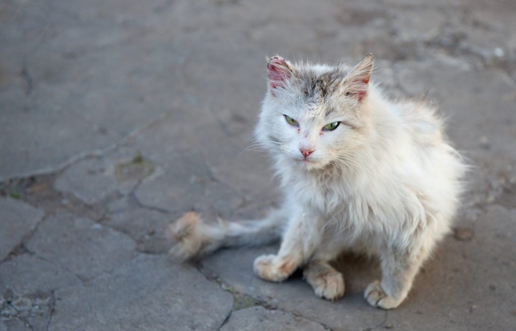 Katze-verliert-Fell