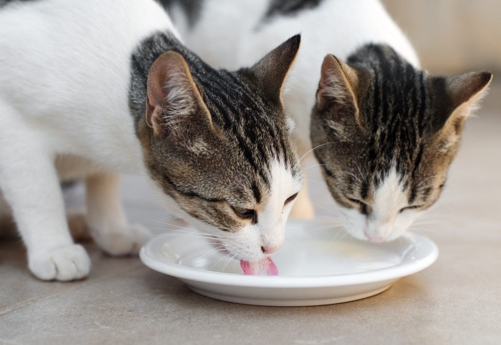 Katzen und Milch - Smart-Animals