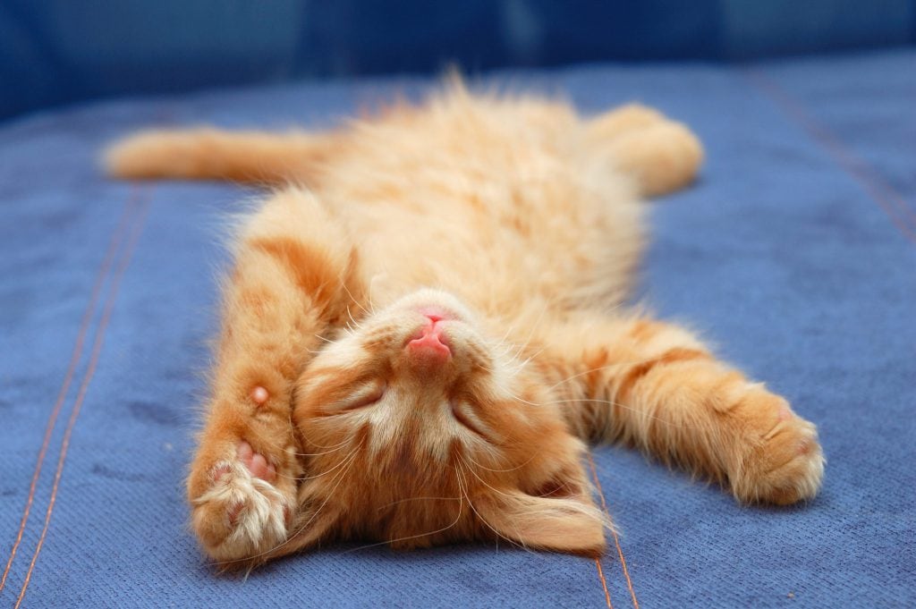 Katze-schläft-viel