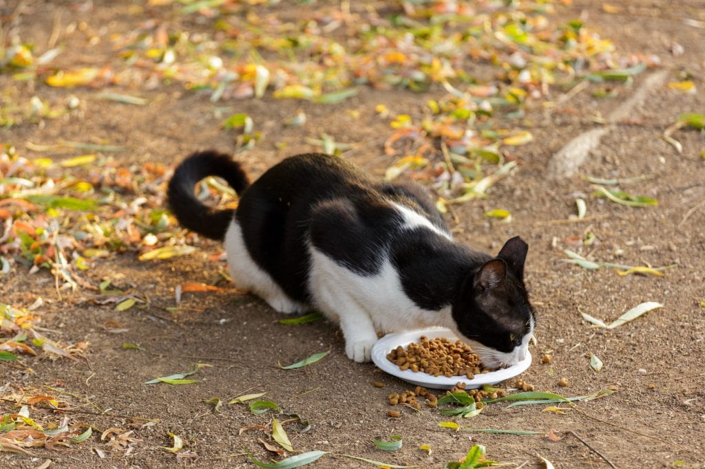 Katze-gefunden