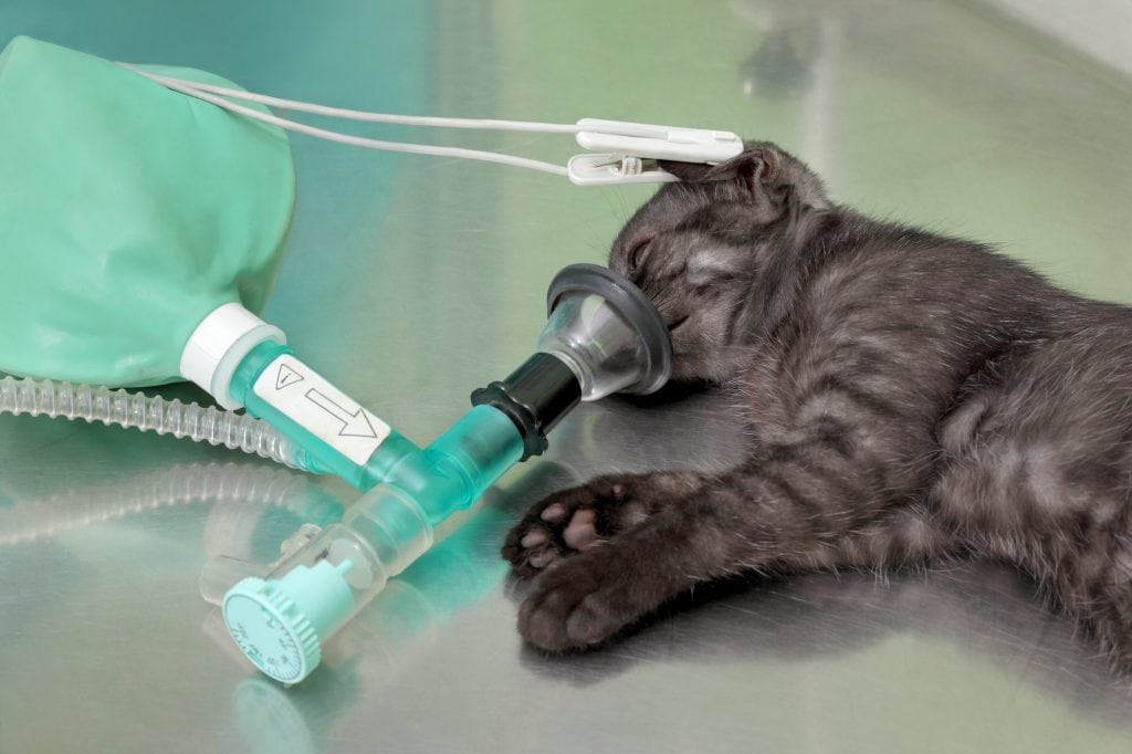 Katze-sterilisieren