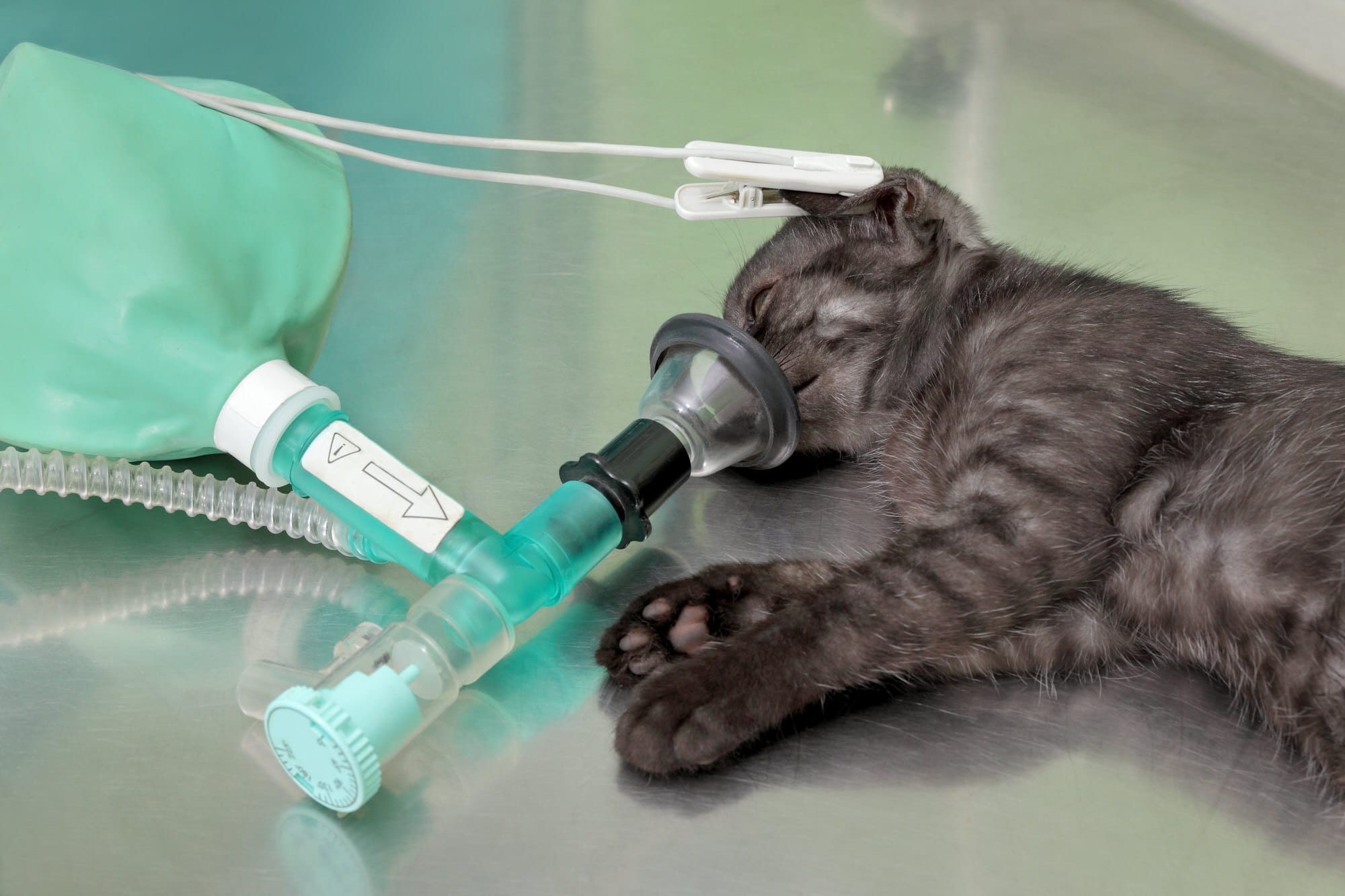 Katze Sterilisiert Wann Wieder Fit