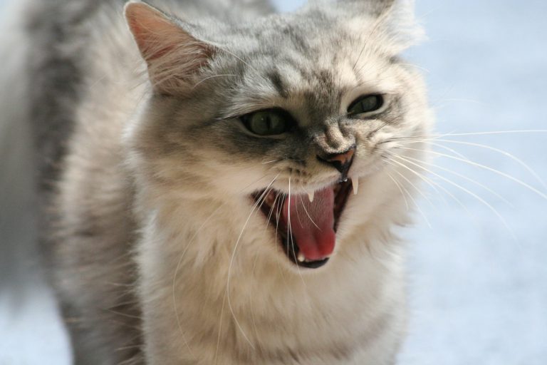Katze faucht SmartAnimals