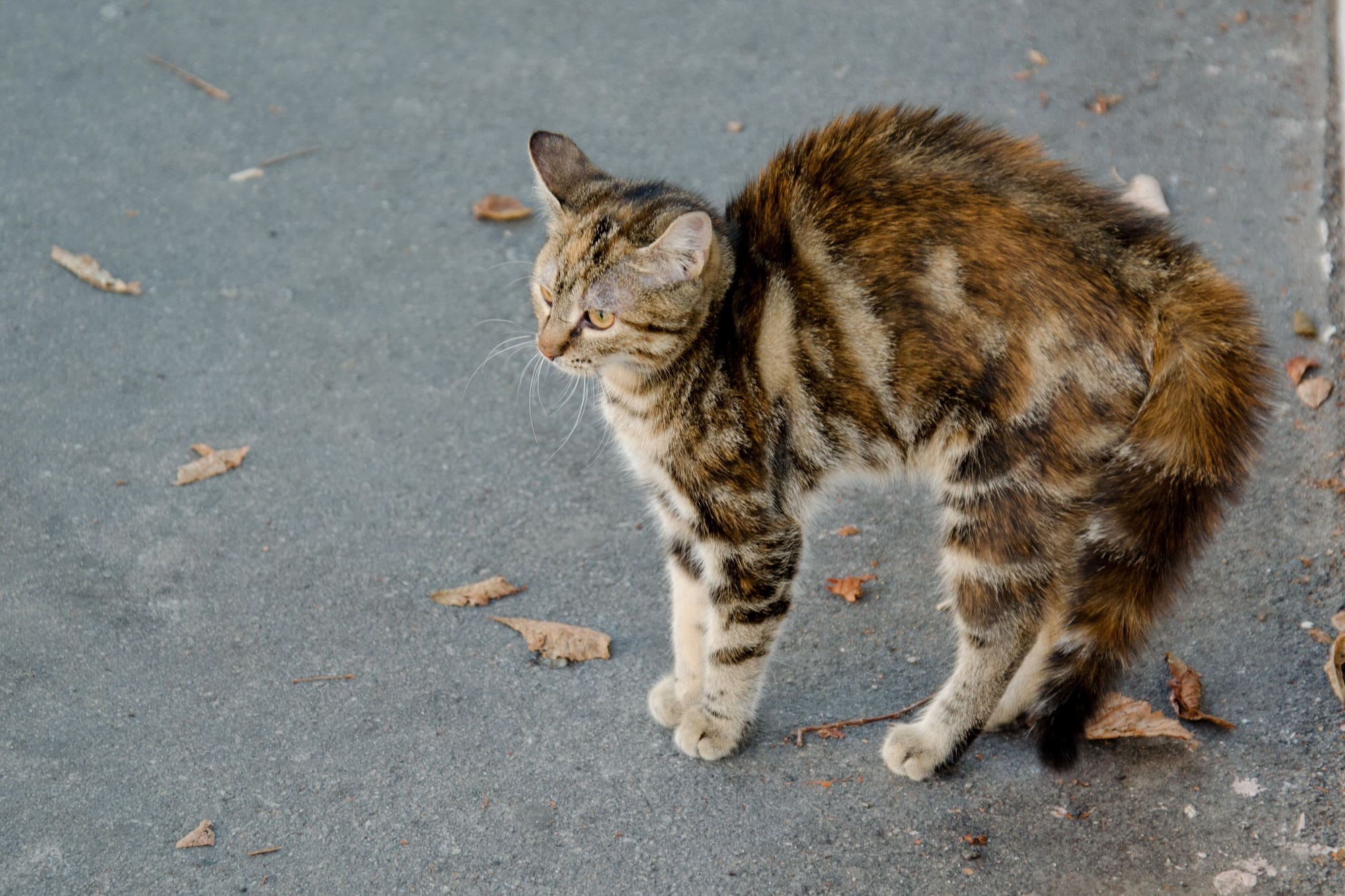 Katze Macht Buckel Und Faucht