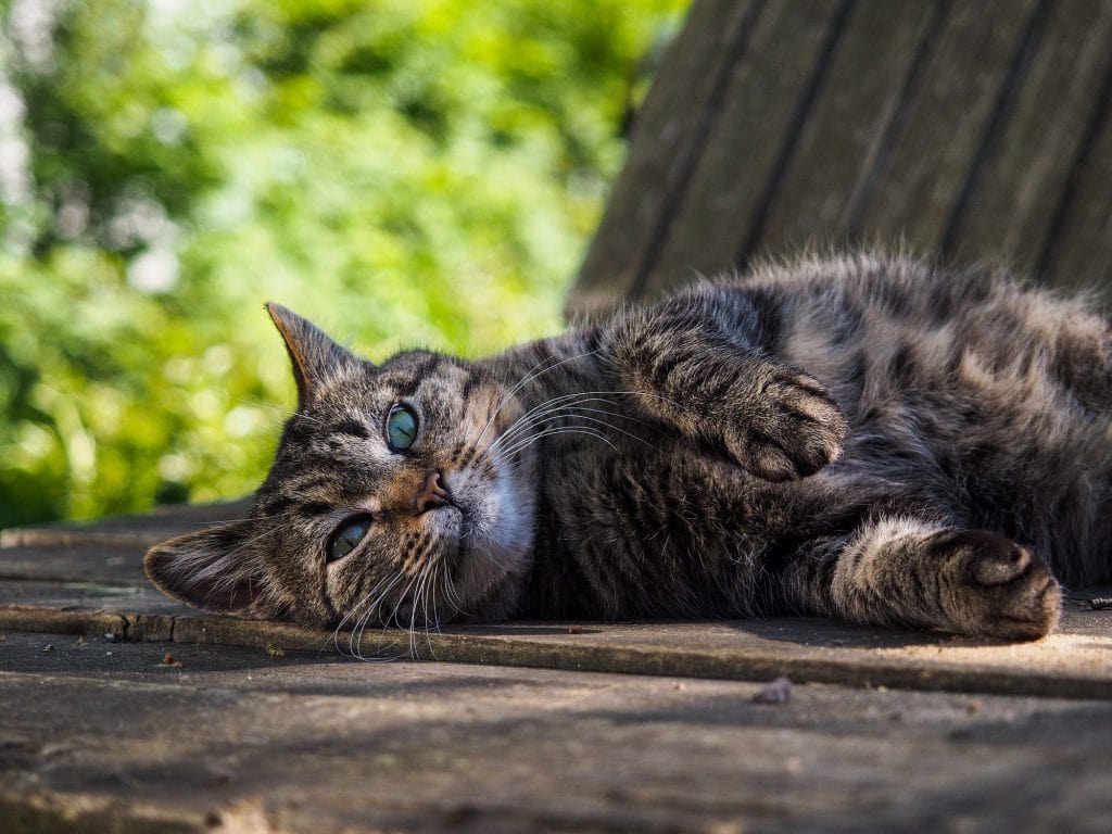 Katze Rollig Anzeichen Katzenverhalten 2019 10 29