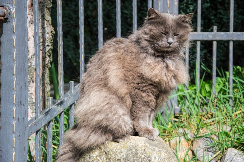 Katze Kämmen Fellpflege Mit Katzenbürste