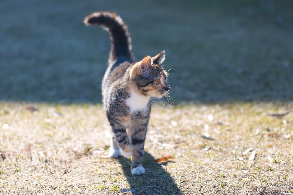 Katze-entlaufen