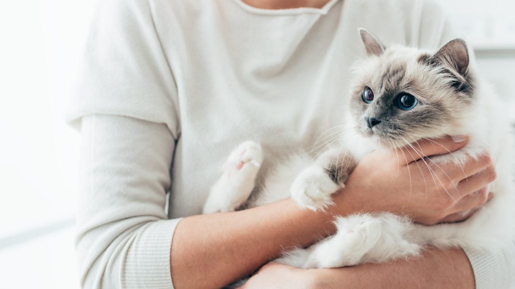 Katzen Für Allergiker Smart Animals