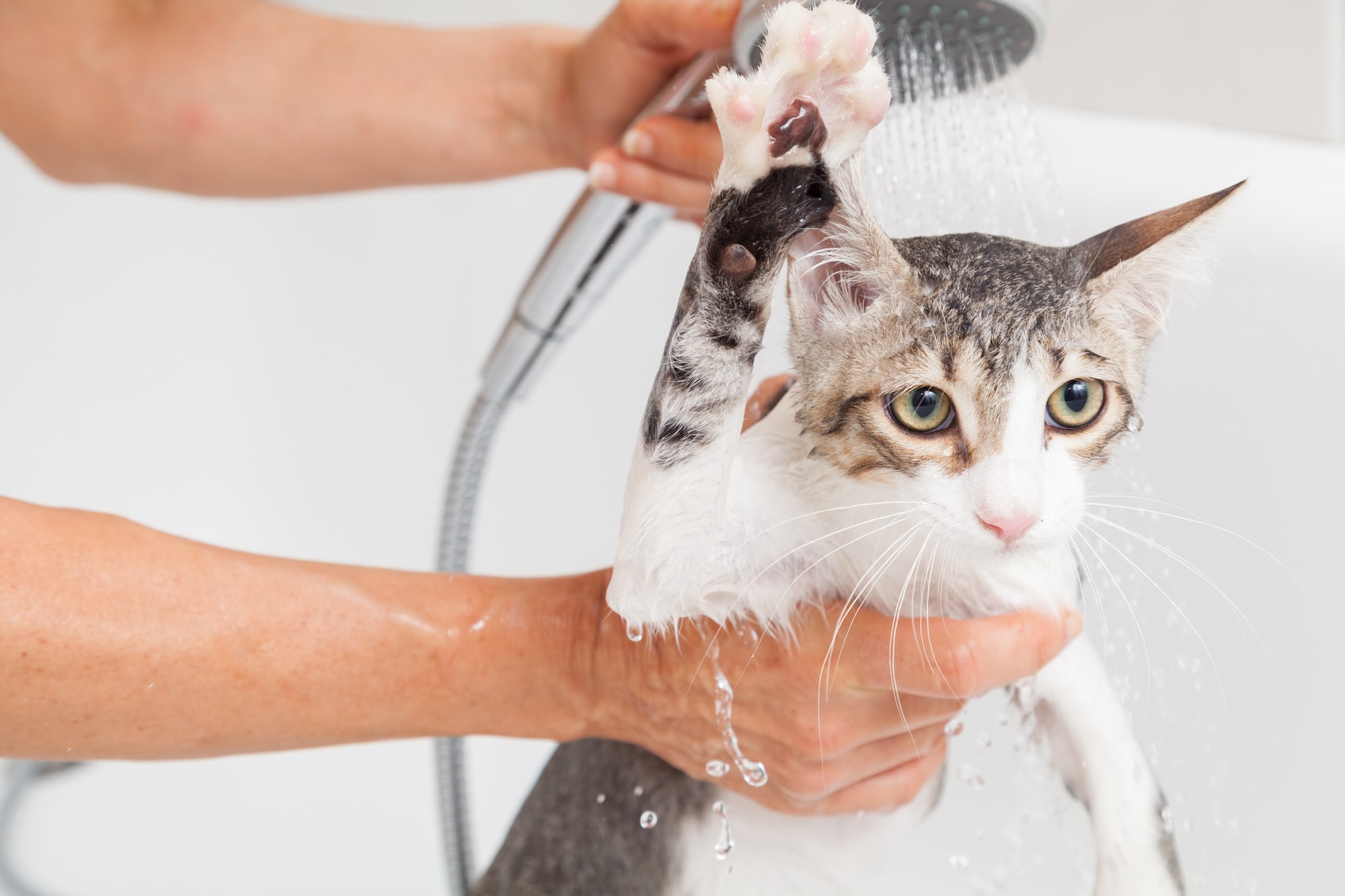 Katzen Baden Smart Animals