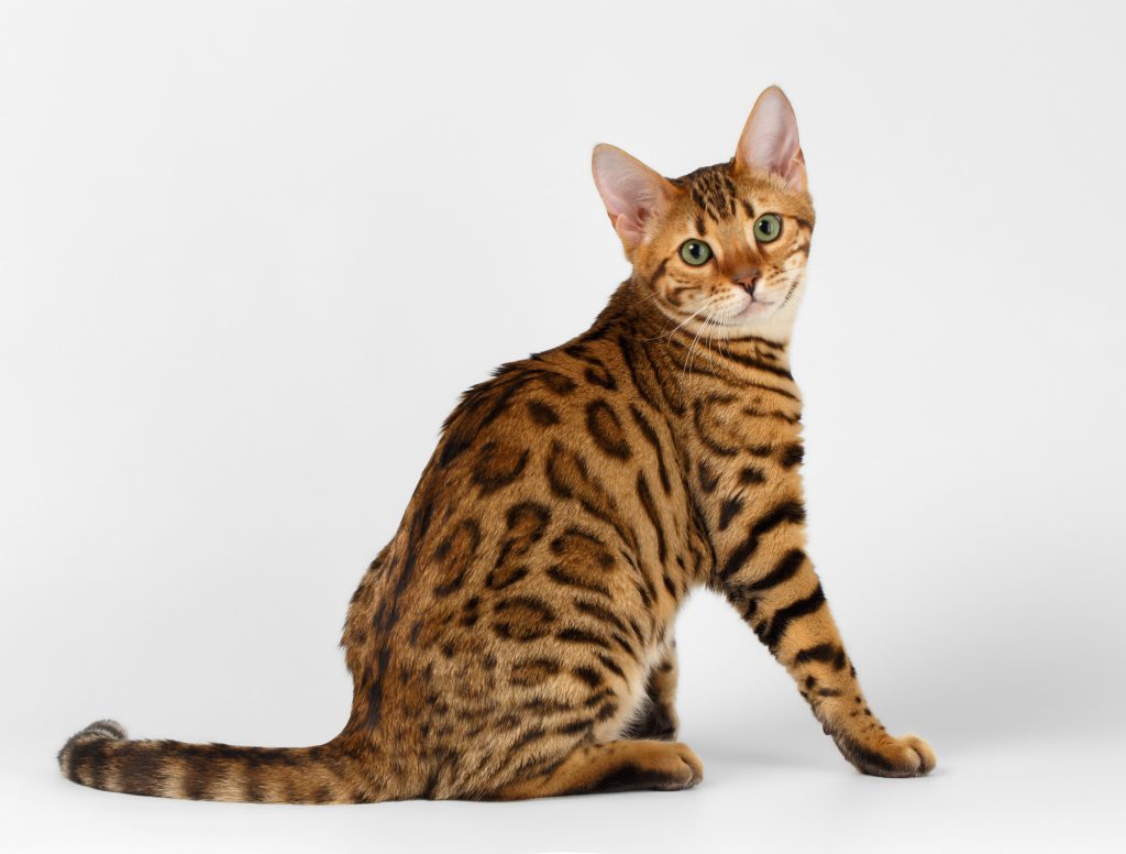 Bengalkatze