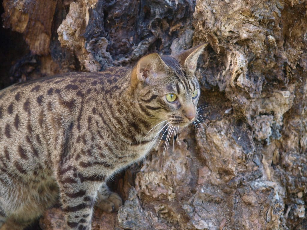 Ocicat