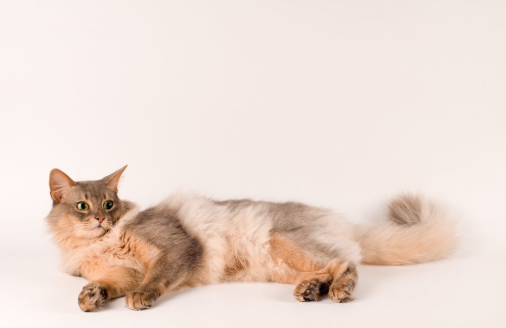 Somali-Katze