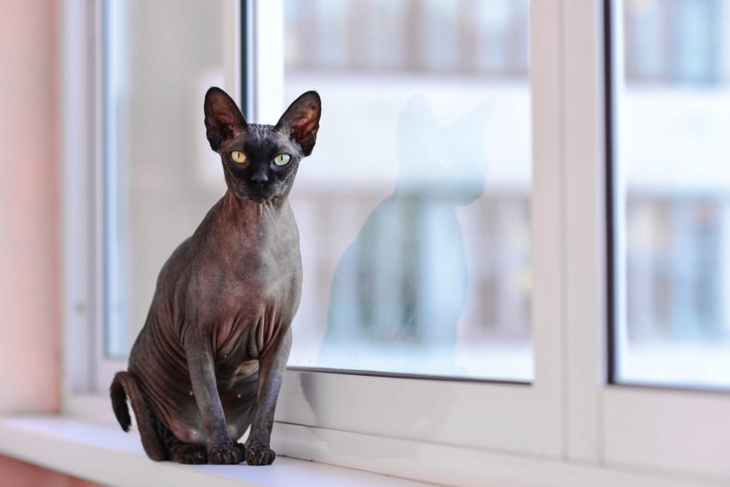 Sphynx-Katze