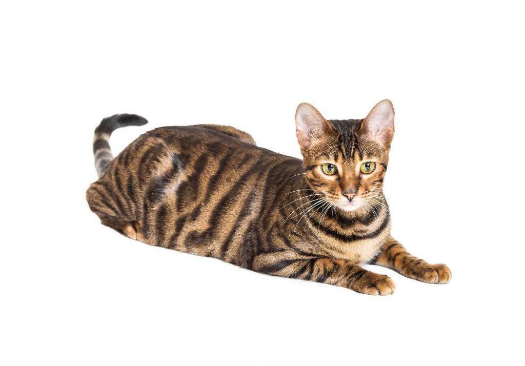 Toyger-Katze