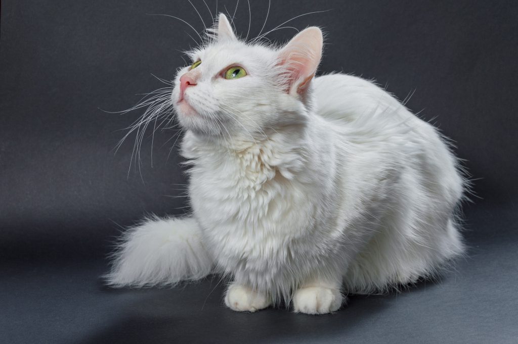 Angora-Katze