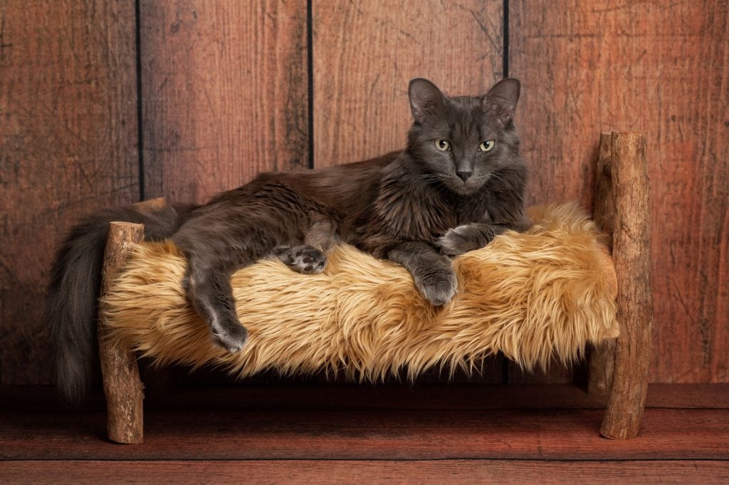 Nebelung-Katze