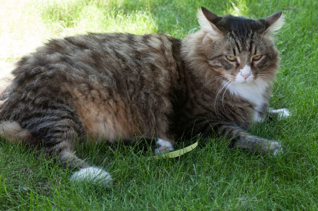 Deutsch Langhaarkatze