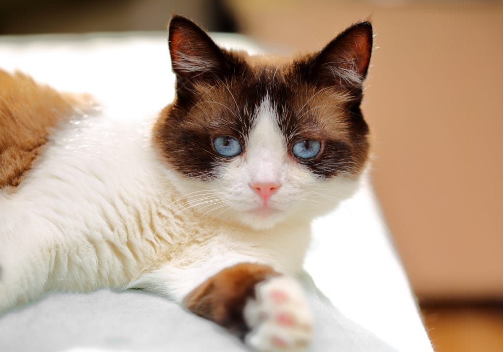 Snowshoe-Katze