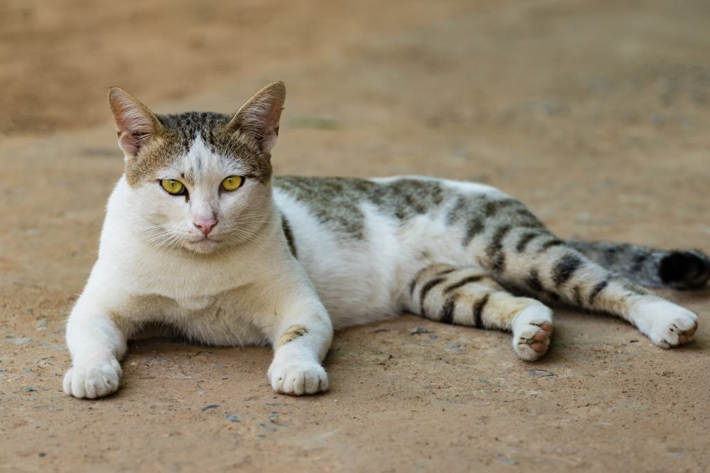 Thaikatze