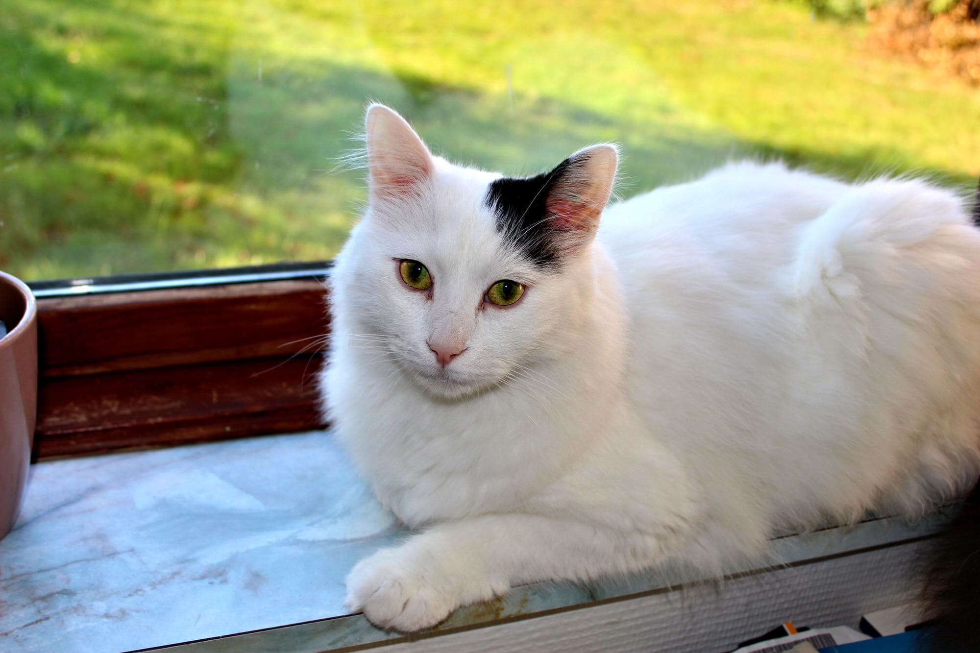 Türkische Van Katze Kaufen