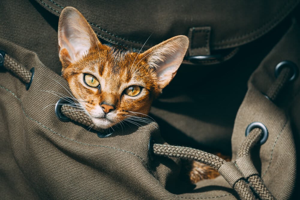 tragbar und atmungsaktiv sichtbar Hunde Katzen Haustier außerhalb Transport Rucksack Tasche QSEVEN Hunderucksackträger 