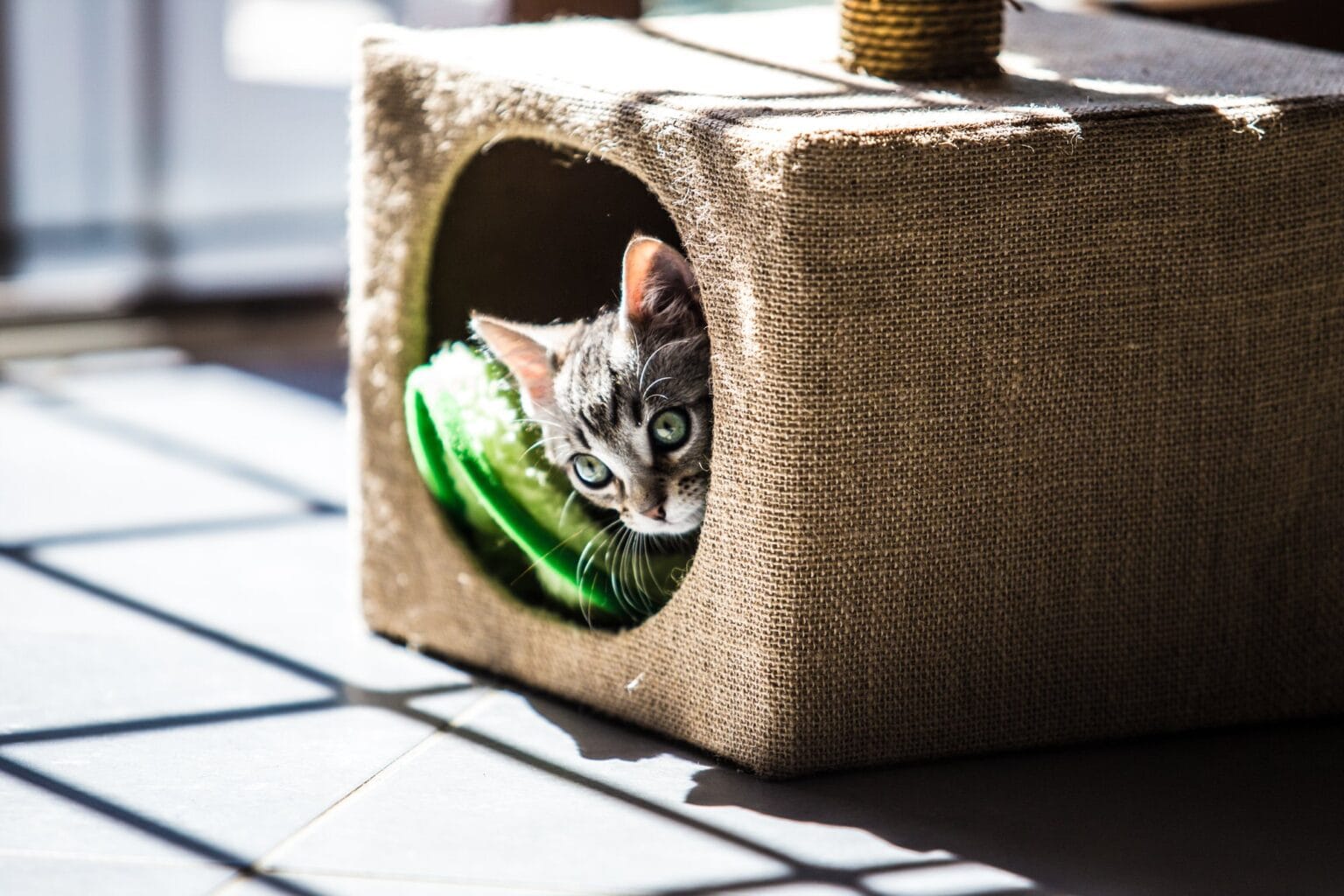 III Die 10 besten Katzenmöbel (November 2023) - Sa Katzenmoebel FMBFGXQ 1536x1024