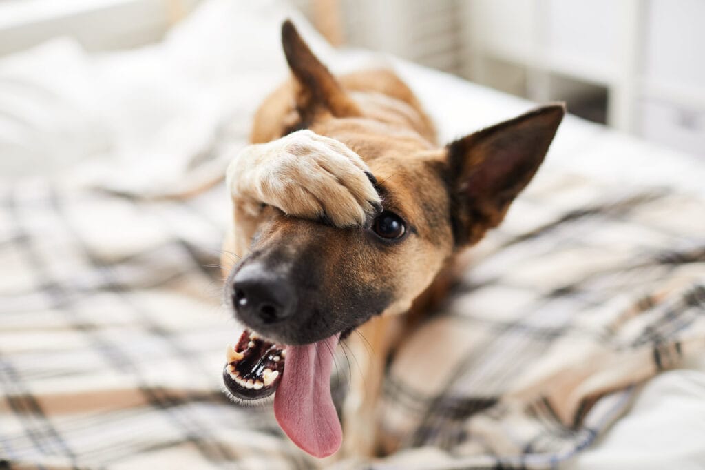 Hunde können unendlich viele verschiedene Tricks und Befehle lernen.