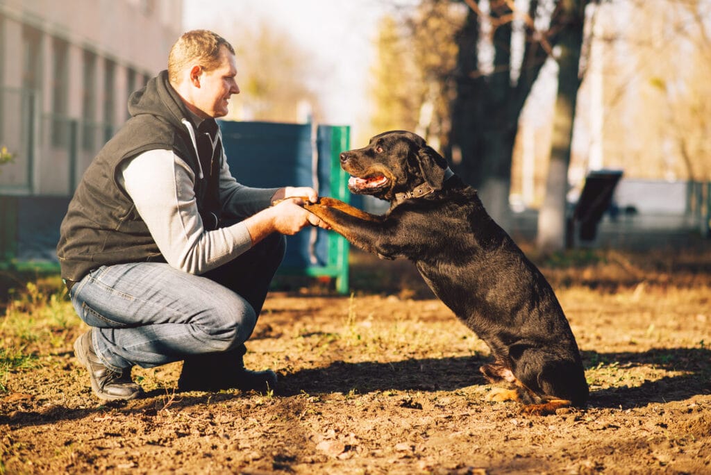 Clickertraining für Hunde